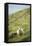 Sheep, Heimaey Island, Vestmannaeyjar, Volcanic Westman Islands, Iceland, Polar Regions-Christian Kober-Framed Stretched Canvas