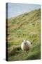 Sheep, Heimaey Island, Vestmannaeyjar, Volcanic Westman Islands, Iceland, Polar Regions-Christian Kober-Stretched Canvas