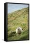 Sheep, Heimaey Island, Vestmannaeyjar, Volcanic Westman Islands, Iceland, Polar Regions-Christian Kober-Framed Stretched Canvas