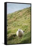 Sheep, Heimaey Island, Vestmannaeyjar, Volcanic Westman Islands, Iceland, Polar Regions-Christian Kober-Framed Stretched Canvas