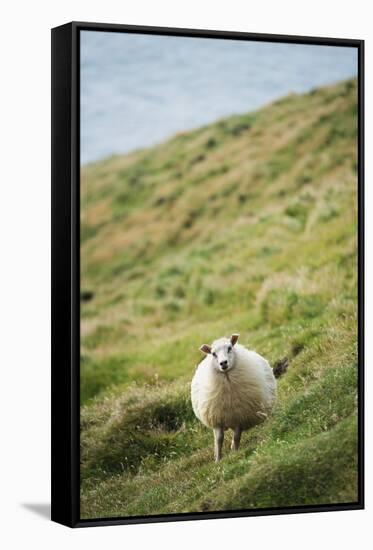 Sheep, Heimaey Island, Vestmannaeyjar, Volcanic Westman Islands, Iceland, Polar Regions-Christian Kober-Framed Stretched Canvas