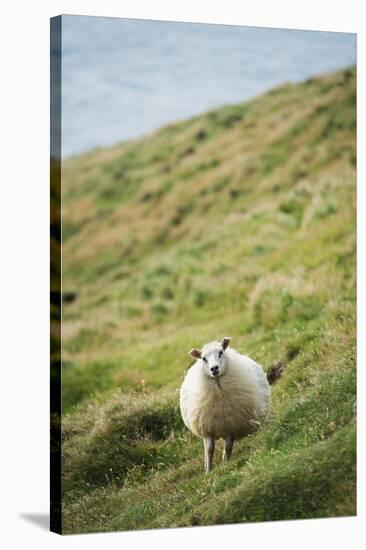 Sheep, Heimaey Island, Vestmannaeyjar, Volcanic Westman Islands, Iceland, Polar Regions-Christian Kober-Stretched Canvas