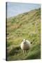 Sheep, Heimaey Island, Vestmannaeyjar, Volcanic Westman Islands, Iceland, Polar Regions-Christian Kober-Stretched Canvas