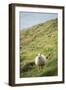 Sheep, Heimaey Island, Vestmannaeyjar, Volcanic Westman Islands, Iceland, Polar Regions-Christian Kober-Framed Photographic Print