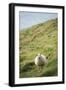 Sheep, Heimaey Island, Vestmannaeyjar, Volcanic Westman Islands, Iceland, Polar Regions-Christian Kober-Framed Photographic Print