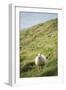 Sheep, Heimaey Island, Vestmannaeyjar, Volcanic Westman Islands, Iceland, Polar Regions-Christian Kober-Framed Photographic Print