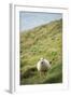 Sheep, Heimaey Island, Vestmannaeyjar, Volcanic Westman Islands, Iceland, Polar Regions-Christian Kober-Framed Photographic Print