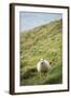 Sheep, Heimaey Island, Vestmannaeyjar, Volcanic Westman Islands, Iceland, Polar Regions-Christian Kober-Framed Photographic Print