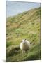 Sheep, Heimaey Island, Vestmannaeyjar, Volcanic Westman Islands, Iceland, Polar Regions-Christian Kober-Mounted Photographic Print