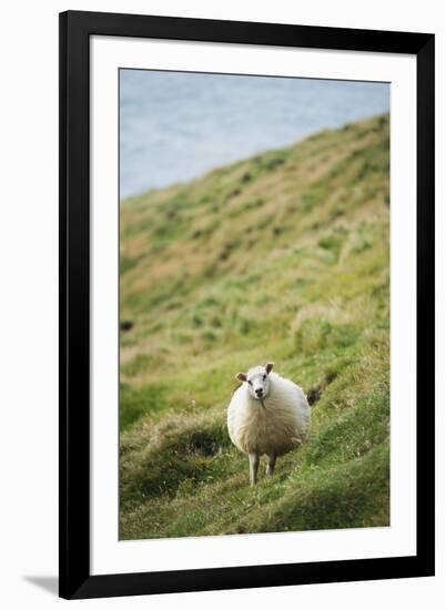 Sheep, Heimaey Island, Vestmannaeyjar, Volcanic Westman Islands, Iceland, Polar Regions-Christian Kober-Framed Photographic Print
