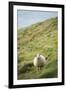 Sheep, Heimaey Island, Vestmannaeyjar, Volcanic Westman Islands, Iceland, Polar Regions-Christian Kober-Framed Photographic Print