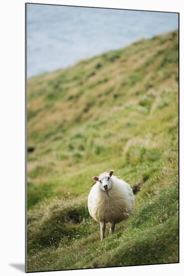 Sheep, Heimaey Island, Vestmannaeyjar, Volcanic Westman Islands, Iceland, Polar Regions-Christian Kober-Mounted Photographic Print