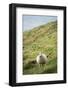 Sheep, Heimaey Island, Vestmannaeyjar, Volcanic Westman Islands, Iceland, Polar Regions-Christian Kober-Framed Photographic Print