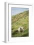 Sheep, Heimaey Island, Vestmannaeyjar, Volcanic Westman Islands, Iceland, Polar Regions-Christian Kober-Framed Photographic Print