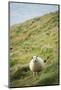 Sheep, Heimaey Island, Vestmannaeyjar, Volcanic Westman Islands, Iceland, Polar Regions-Christian Kober-Mounted Photographic Print