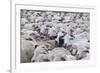 Sheep Herd in Kakheti, Georgia, Caucasus-Michael Runkel-Framed Photographic Print