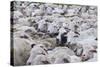 Sheep Herd in Kakheti, Georgia, Caucasus-Michael Runkel-Stretched Canvas