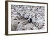 Sheep Herd in Kakheti, Georgia, Caucasus-Michael Runkel-Framed Photographic Print