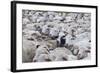 Sheep Herd in Kakheti, Georgia, Caucasus-Michael Runkel-Framed Photographic Print