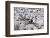 Sheep Herd in Kakheti, Georgia, Caucasus-Michael Runkel-Framed Photographic Print