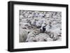 Sheep Herd in Kakheti, Georgia, Caucasus-Michael Runkel-Framed Photographic Print