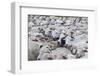 Sheep Herd in Kakheti, Georgia, Caucasus-Michael Runkel-Framed Photographic Print