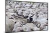 Sheep Herd in Kakheti, Georgia, Caucasus-Michael Runkel-Mounted Photographic Print