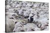 Sheep Herd in Kakheti, Georgia, Caucasus-Michael Runkel-Stretched Canvas