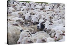 Sheep Herd in Kakheti, Georgia, Caucasus-Michael Runkel-Stretched Canvas