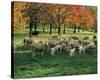 Sheep Herd-null-Stretched Canvas