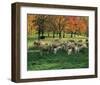 Sheep Herd-null-Framed Art Print