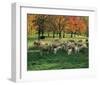 Sheep Herd-null-Framed Art Print