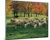 Sheep Herd-null-Mounted Art Print