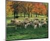 Sheep Herd-null-Mounted Art Print