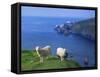 Sheep, Hermaness Nature Reserve, Hermaness, Scotland, United Kingdom-Patrick Dieudonne-Framed Stretched Canvas