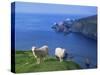 Sheep, Hermaness Nature Reserve, Hermaness, Scotland, United Kingdom-Patrick Dieudonne-Stretched Canvas