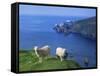 Sheep, Hermaness Nature Reserve, Hermaness, Scotland, United Kingdom-Patrick Dieudonne-Framed Stretched Canvas