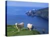 Sheep, Hermaness Nature Reserve, Hermaness, Scotland, United Kingdom-Patrick Dieudonne-Stretched Canvas