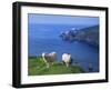 Sheep, Hermaness Nature Reserve, Hermaness, Scotland, United Kingdom-Patrick Dieudonne-Framed Photographic Print