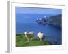 Sheep, Hermaness Nature Reserve, Hermaness, Scotland, United Kingdom-Patrick Dieudonne-Framed Photographic Print