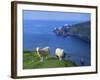 Sheep, Hermaness Nature Reserve, Hermaness, Scotland, United Kingdom-Patrick Dieudonne-Framed Photographic Print