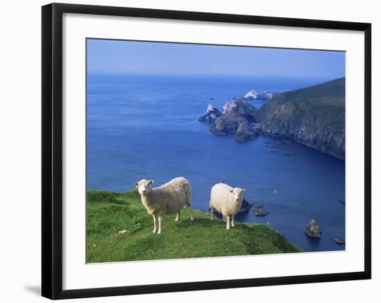 Sheep, Hermaness Nature Reserve, Hermaness, Scotland, United Kingdom-Patrick Dieudonne-Framed Photographic Print