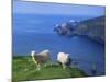 Sheep, Hermaness Nature Reserve, Hermaness, Scotland, United Kingdom-Patrick Dieudonne-Mounted Photographic Print