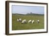 Sheep in a Field Beneath the Ruins of 14th Century Dunstanburgh Castle Craster England-Natalie Tepper-Framed Photo