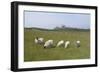 Sheep in a Field Beneath the Ruins of 14th Century Dunstanburgh Castle Craster England-Natalie Tepper-Framed Photo