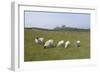 Sheep in a Field Beneath the Ruins of 14th Century Dunstanburgh Castle Craster England-Natalie Tepper-Framed Photo