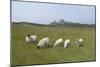 Sheep in a Field Beneath the Ruins of 14th Century Dunstanburgh Castle Craster England-Natalie Tepper-Mounted Photo