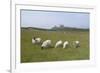 Sheep in a Field Beneath the Ruins of 14th Century Dunstanburgh Castle Craster England-Natalie Tepper-Framed Photo