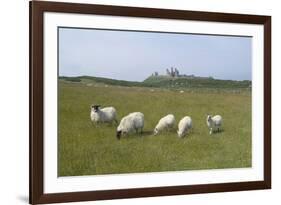 Sheep in a Field Beneath the Ruins of 14th Century Dunstanburgh Castle Craster England-Natalie Tepper-Framed Photo