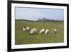 Sheep in a Field Beneath the Ruins of 14th Century Dunstanburgh Castle Craster England-Natalie Tepper-Framed Photo